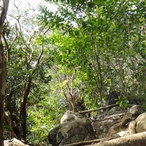 Monkey hike