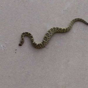 Rattle Snake 0517 Head
