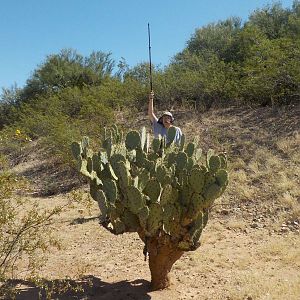 Prickly Pear Cactus At Swale