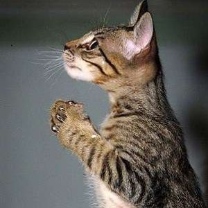 Prayer Cat