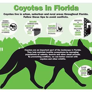 Coyotes In Florida