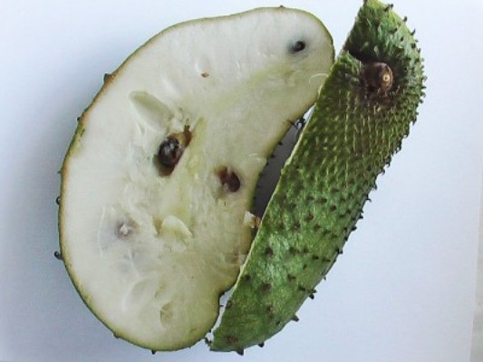 Guyabano Soursop Cancer Heals Wounds Must Have For Survival Med Survival Monkey Forums